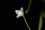 Bluntleaf bedstraw